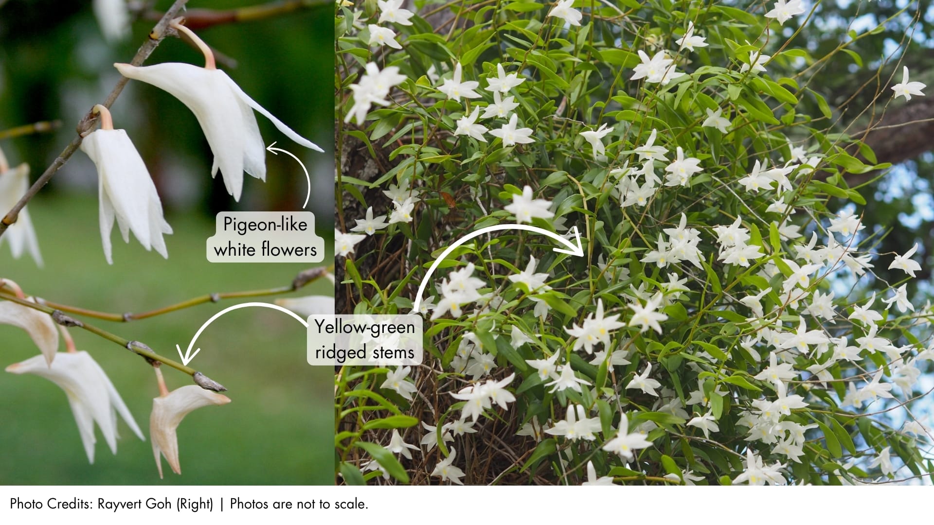 Pigeon Orchid